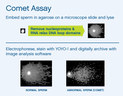 Comet Assay