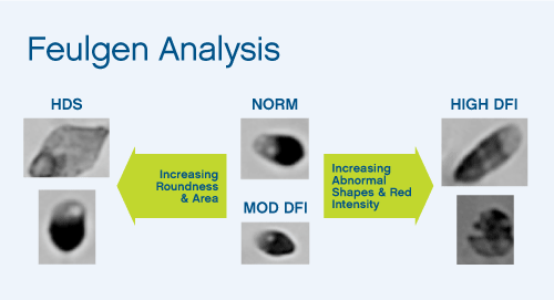 Feulgen Analysis