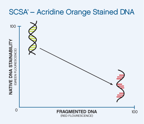 Acridine Orange Stained DNA
